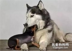 怎么判斷二哈純不純？一招教你搞定，看完我沉默了...