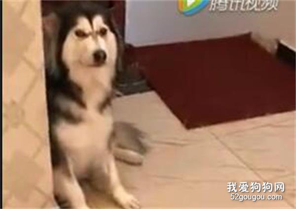 3只阿拉一起撕家...主人回家后挨個訓過去...最后一只...