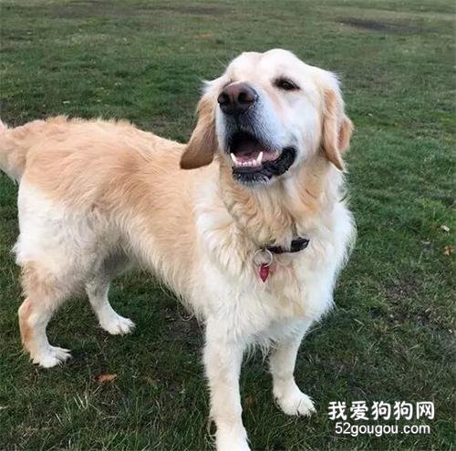 全家福九連拍，按下快門的時候，出現了一只“心機狗”......