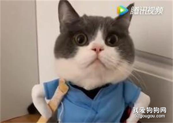 一首《貓的華爾茲 》，送給在座的各位！！