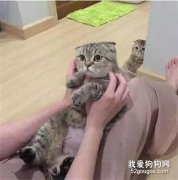 當貓咪發現自己失寵后，它竟然選擇....
