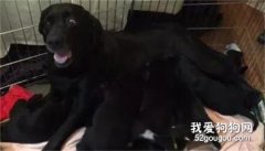 哈士奇跟阿拉生了一窩孩子，然而看到寶寶的長相后，二哈崩潰了！