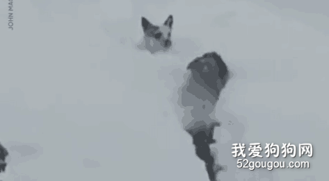 雪地里救出受困狗狗——這次的英雄，是另一只狗狗