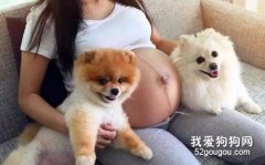 懷孕期間可不可以養狗，懷孕期間養狗的注意事項?