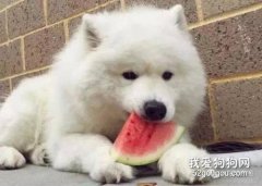 可不可以給狗狗吃西瓜，狗狗吃西瓜好不好？