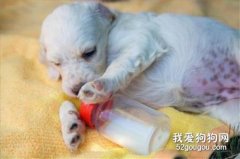 狗狗母乳不足的解決辦法都有哪些？
