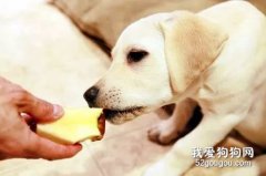 可不可以給狗狗吃梨，狗狗能不能吃梨？