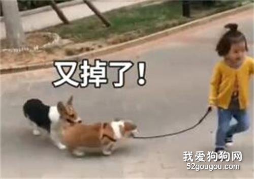 遇上佛系遛狗人，狗子真是操碎了心...