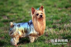 約克夏幼犬飼養要點？