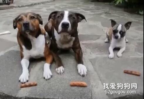 身上的每一塊肉都是自己辛辛苦苦拼出來的，這些動物都成精了！