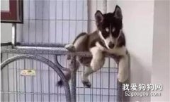 見過越獄的汪，但還沒見過這么越獄的，你牛！