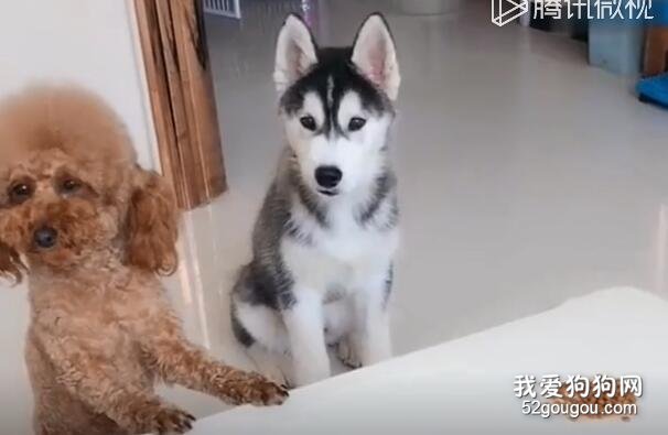 耙耙說誰先吃完狗糧，再吃肉，泰迪很聽話，然鵝旁邊的。。。