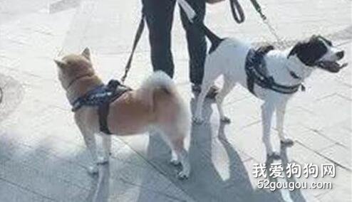 遛狗遇小女孩驚叫“我怕狗”，而媽媽的教育真的很讓人驚艷！