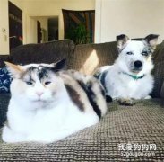 網友說，他家貓和狗，從不正眼看他，原因竟是...