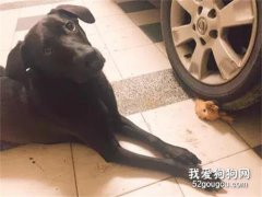狗狗躲在車庫不愿上樓，主人下去查看，瞬間就笑噴了！