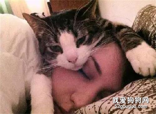為什么貓喜歡睡人頭上？