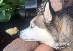 二哈當媽媽，帶大了一只鴨？這么暖的二哈差點不敢認！