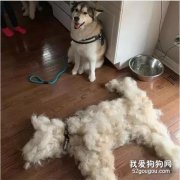 鏟屎官給阿拉梳毛，越梳越覺得的驚悚：家里又多了一條狗？