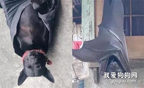 黑狗COS巨型蝙蝠，網友看呆了：快說，你跟蝙蝠俠啥關系？