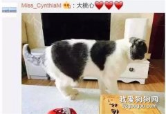 你家貓身上有什么特別的圖案嗎？每一張都笑瘋了...