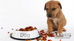 狗狗不愛吃飯的6大原因和解決辦法