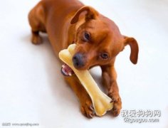狗狗吃骨頭被卡住應該如何處理？