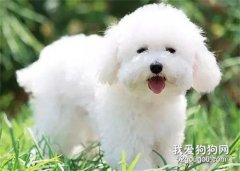 狗狗換毛期間應該注意的幾大事項？