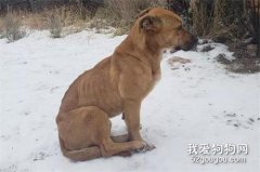 他驅車1700千米，只為把只小可憐帶回家......