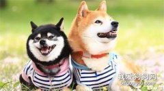 狗狗不喝水，咋辦！