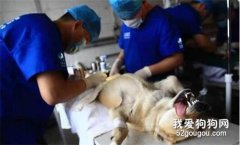 狗狗也會流產？狗狗懷孕期間需要注意的“5個細節”！