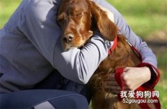 不管你養什么狗，請你做到“五不要”，對狗狗有好處！