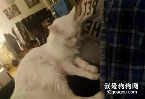 貓脾氣太差，幾次被棄養！領養還被拒，他卻霸氣回應....