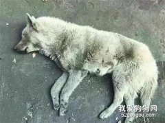 狗狗從8樓跳下，背后的原因竟是...