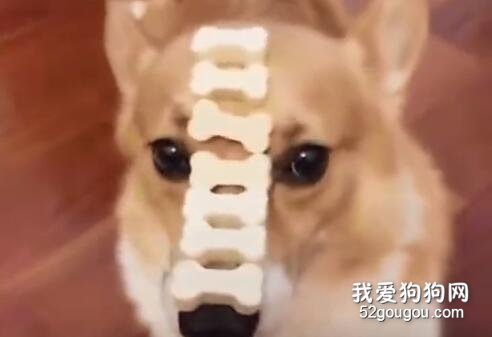 這是柯基被黑的最慘的一次...