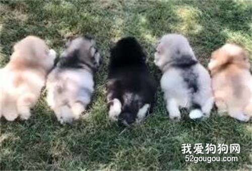 比擁有一只狗子更幸福的是什么？是擁有一排狗子！