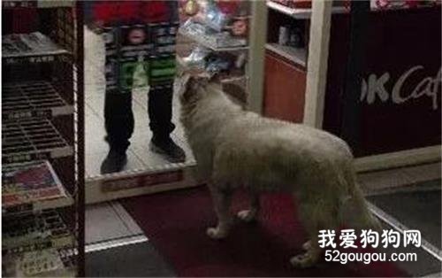 四年前就以打劫路人出名的二哈，現在仍在作案...太猖狂了！