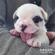1-2月的幼犬究竟該如何注意腸胃問題