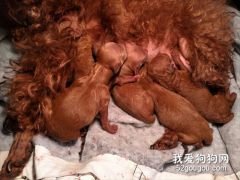 母狗奶水不足如何催奶？小狗吃奶粉拉稀怎么辦？