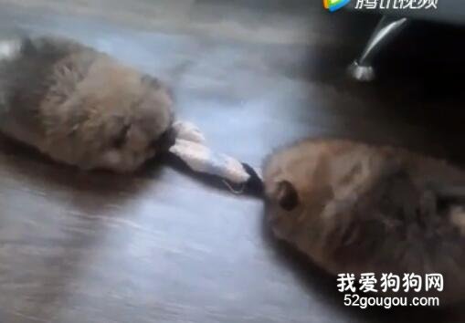 賭上尊嚴，兩只小肉球為了只襪子展開的殊死搏斗...