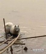 網友把薩摩耶洗白白帶去鄉下，結果一下車就哭了....