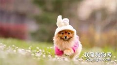 狗狗為什么總這么瘦？