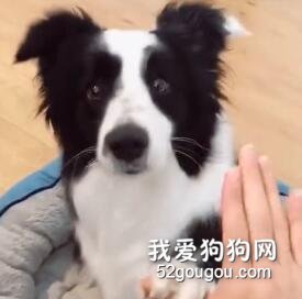 想知道在邊牧眼里，人類是不是一群蠢羊？