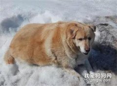 160斤的金毛因為太過肥胖竟被主人送去安樂死，誰之過？