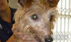 皮包骨狗狗15秒吞完狗糧，主人卻說：它們太胖了，要減肥！