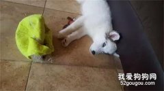 網友第一次開車帶二哈出門，沒想到回來后，女主崩潰了！