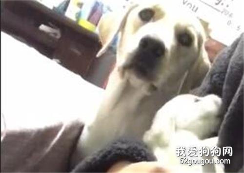 我生了個什么玩意兒！整天跟我爭寵