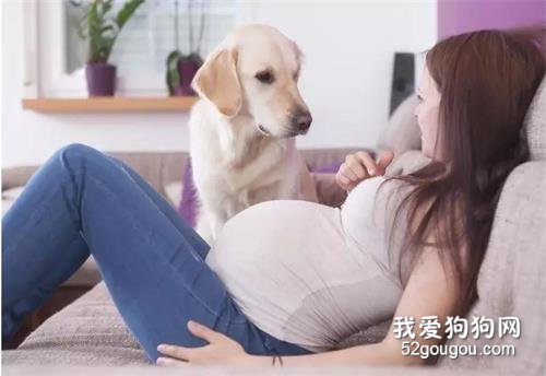 關于狗狗的十個謠言，至少一半你們都聽過！