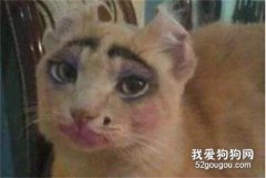 你曾經見過最丑的貓咪長什么樣?