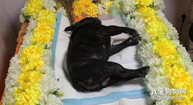 狗狗溺亡主人還忙著拍視頻？“狗狗天生會游泳”真是個天大的誤會！