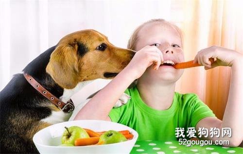 狗狗不健康時,往往有這5個征兆,如果發現寵主要警惕了!